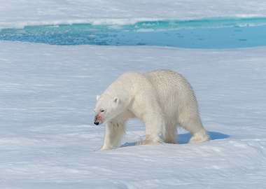 Polar Bear Animal