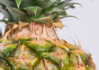 close up fresh pineapple