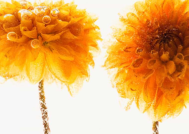 Chrysanthemum in ice 2