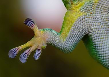 Underbelly of a frog