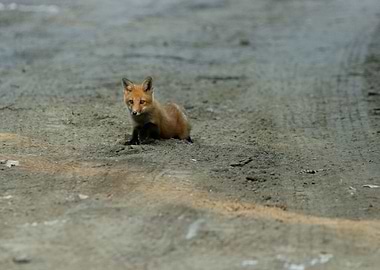 Fox Kit