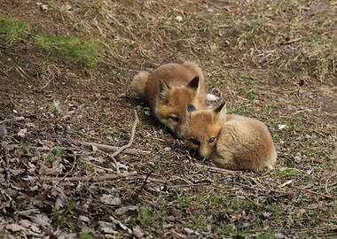 Baby fox sisters