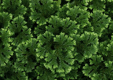 Delicate leaves of fern