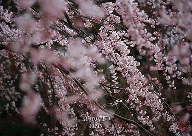 Sakura Cherry blossom