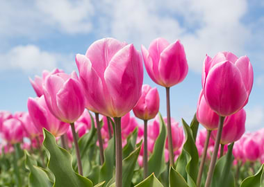 pink tulips