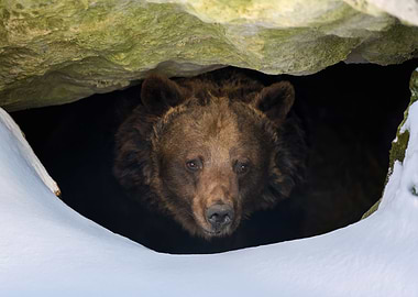 Brown bear in den