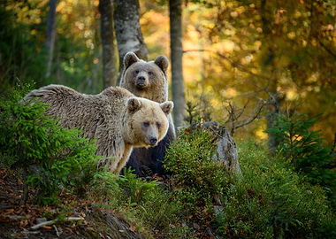 Two brown bears