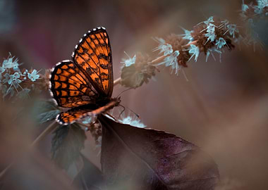 Autumn Butterfly