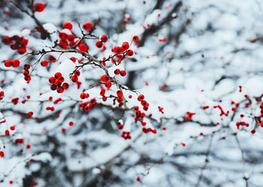 White snow and red fruit