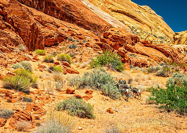 Desert Bighorn Sheep