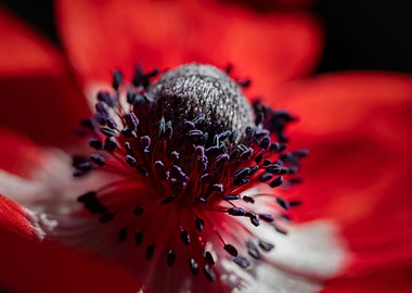 Red flowers,summer anemone