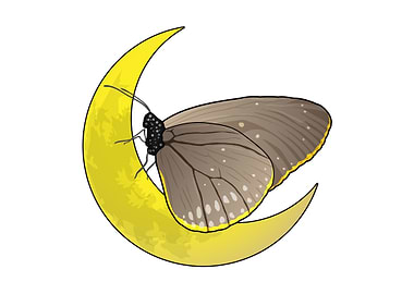 Butterfly Moon