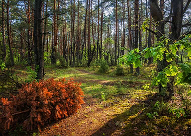 Kampinos Forest In Poland