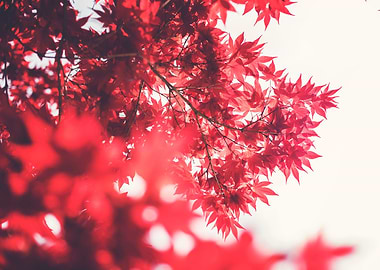 Red maple leaf profusion