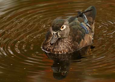 Female Wood Duck