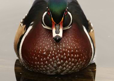 Wood duck perfection
