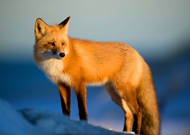 Fox Animal in Winter