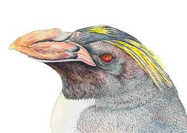 Macaroni Penguin