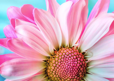 flower Marguerite Daisy