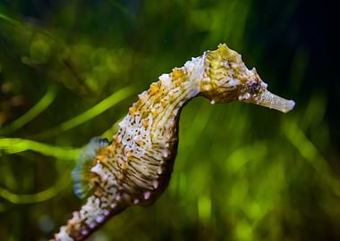 seahorse in business