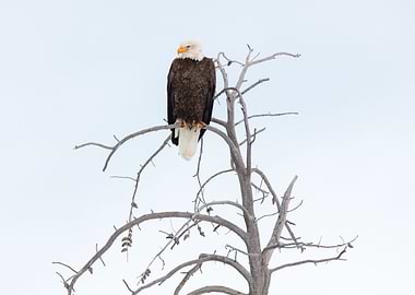 Bald Eagle Perched