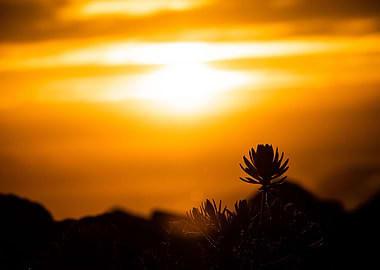 Hallii Volcano Maui Hawaii