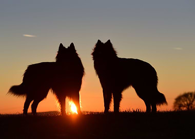 German Shepherds at Dawn