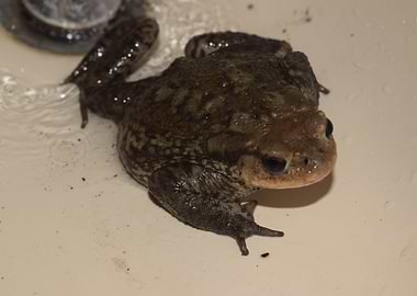 Toad in the sink 1
