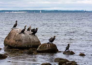 Cormorants