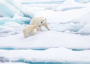 Polar bear and cub