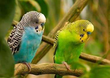 parrots couple
