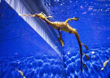 long seahorse