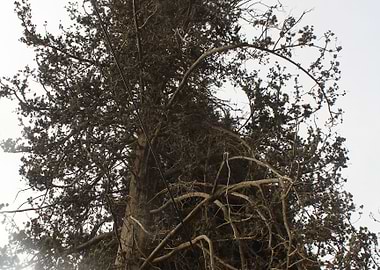 palestine arabic muslim