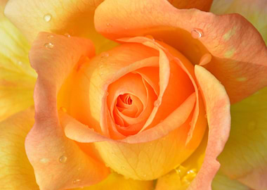 orange rose