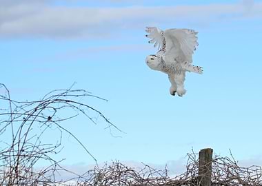Female snowy owl in flight