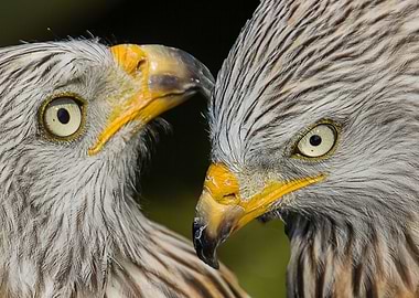Red Kite Birds of Prey