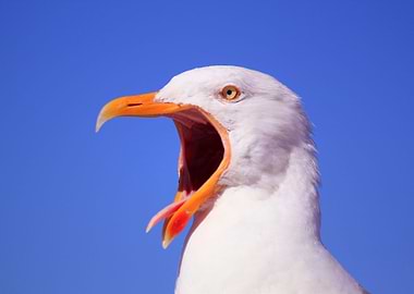 Sea Gull Squark