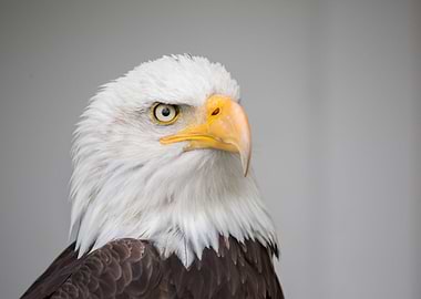 Eagle Eyes