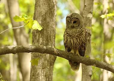 Barred owl hunting
