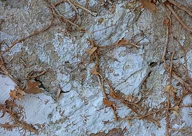 Old stones wall with roots