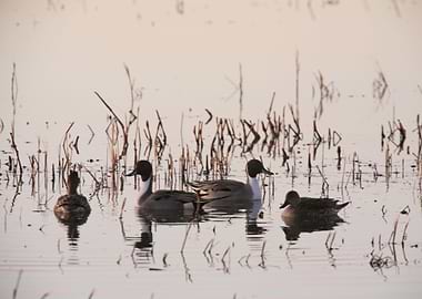 Group of Pintail Ducks