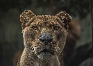 Face of a Lioness