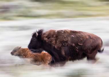 Bison Mother and Calf