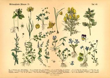 Plant vintage illustration