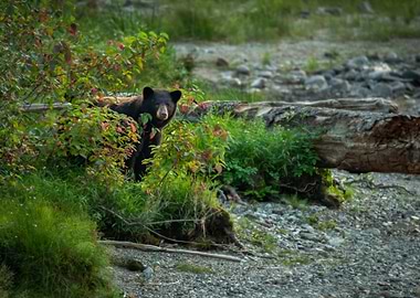 Young Grizzly Bear Hiding