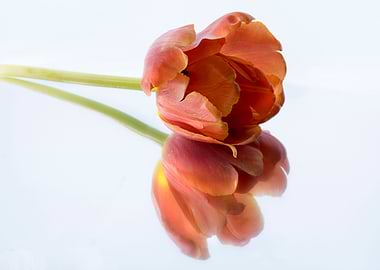 orange tulip flower