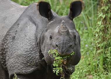 Rhino in Nepal