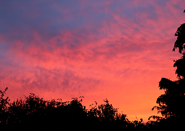 stunning suset over trees