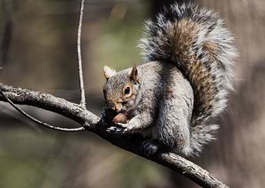 squirrel