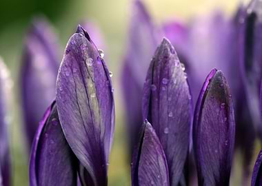 Crocus Purple Violet
